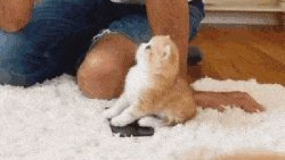 휴대폰 뺏어가고 뻔뻔하게 쳐다보는 냥아치