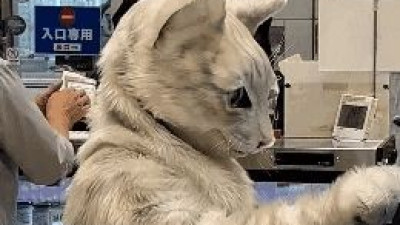 고퀄리티 고양이 탈