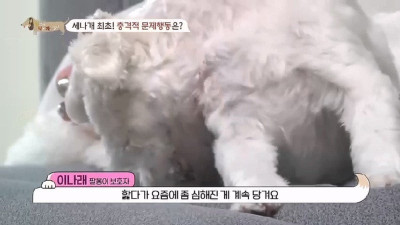 스압) 수의사도 처음 본 자기 생식기 물어뜯는 강아지