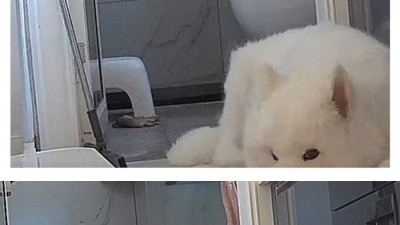 7일간 물을 안 마시는 강아지의 비밀