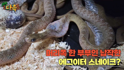 뱀사진주의) 에그이터가 밥 먹고 알 껍질 토해내는 모습