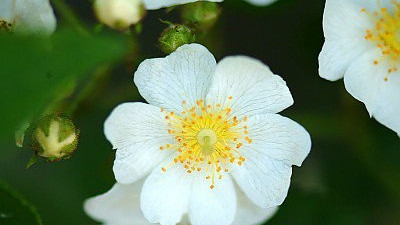 찔레꽃