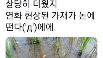 일본 폭염 근황..