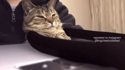 회사 고양이