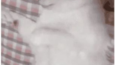 고양이 배를 만지면 안되는 이유