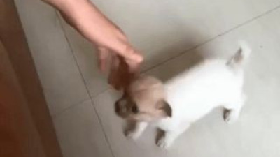 댕댕이의 암벽등반