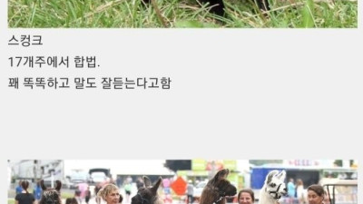 의외로 미국에서 합법적으로 기를 수 있는 동물들
