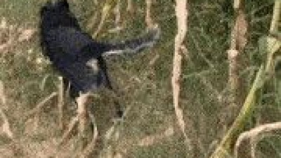 미국의 어느 옥수수 농장 댕댕이가 능숙하게 옥수수를 따더니....