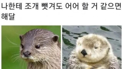 수달과 해달 구별법