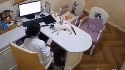최근 공개된 논란의 동물병원 CCTV 영상