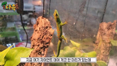 꼬리 2번 연속으로 잘린 도마뱀
