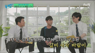 실내 동물원에 7년간 갇혀있다 구조되어 청주동물원으로 간 갈비사자 바람이 1년 후