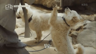 절에 사는 댕댕이들
