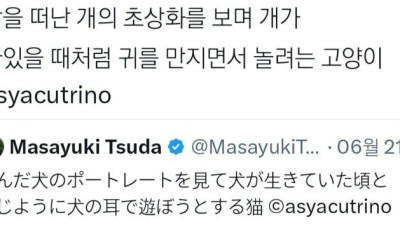 강아지 귀 만지는 걸 좋아하는 고양이