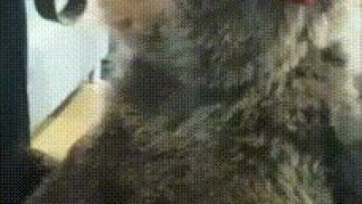 아무리 서커스 곰이라도 함부로 건들면 안되는 이유